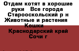 Отдам котят в хорошие руки - Все города, Старооскольский р-н Животные и растения » Кошки   . Краснодарский край,Сочи г.